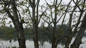 Through the trees can be seen the Capitol Building and its reflection off Capitol Lake.