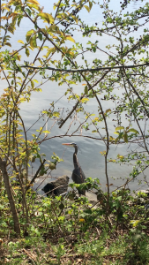 Olympia's Great Blue Heron colony member scoping out the local buffet of Capitol Lake