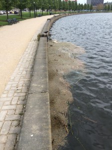 The crow landed on the far side of the path and crossed just to get to the water's edge. Upon arrival, it seemed the dirty water made the crow think twice about its endeavors.