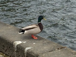 A mallard duck takes a break by himself on the ledge surrounding half the Capitol Lake.