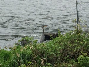 At the water's edge, the Great Blue Heron seems startled by my presence, ever vigilant, ready to take flight.