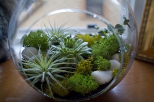 terrarium round