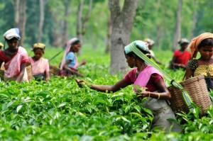 Indian women collecting tea, google