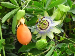 Passion Fruit and Flower