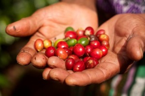 Fresh Coffee Beans