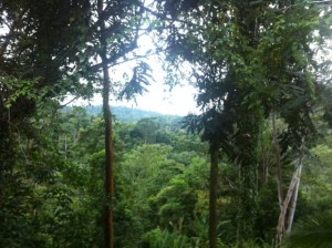 View from Cabin into tropical forest, taken by Yarden