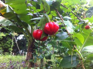 Berries, taken by Yarden