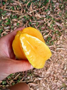 Starfruit season. Taken by Marie.
