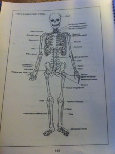 Skeletal system. Taken by Yarden.