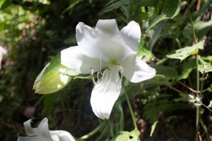 24 hour blooming flower that smells like vanilla cream, taken by Yarden